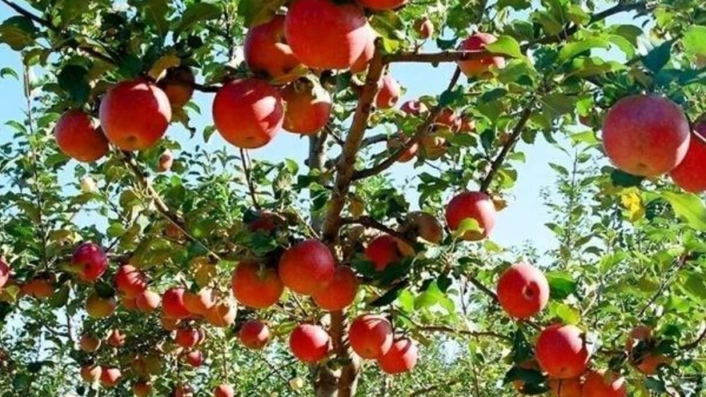 Madhubani Apple Farming: मधुबनी में शुरू हुआ सेब की खेती कश्मीरी सेब को देगा टक्कर, पैदावार भी बढ़िया