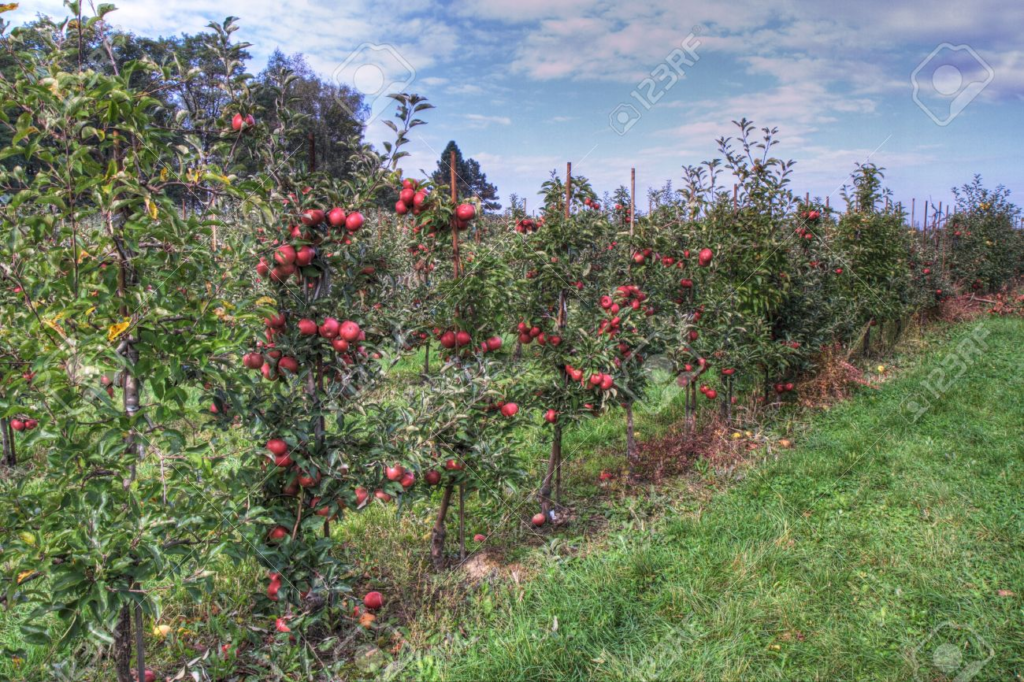 Madhubani Apple Farming: मधुबनी में शुरू हुआ सेब की खेती कश्मीरी सेब को देगा टक्कर, पैदावार भी बढ़िया