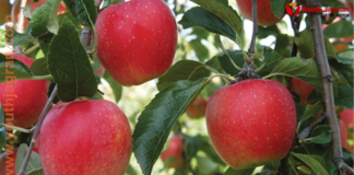 Madhubani Apple Farming: